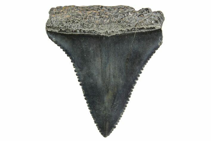 Serrated, Fossil Great White Shark Tooth - South Carolina #374669